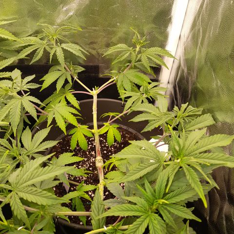Sherbet Queen  growlog timeline photo