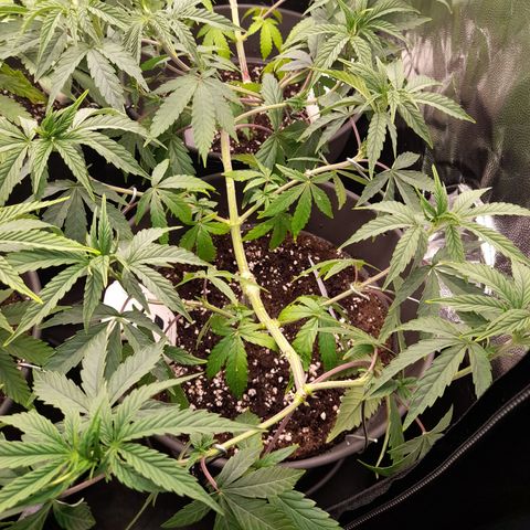 Green Gelato  growlog timeline photo