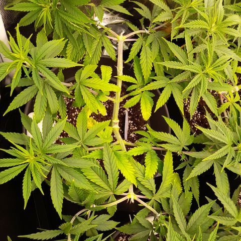 Fat Gorilla  growlog timeline photo