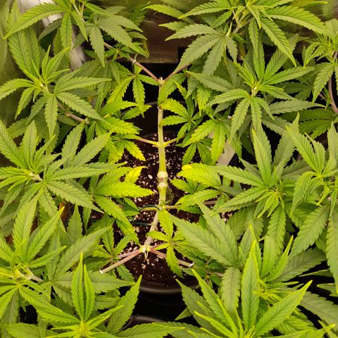 Pink Runtz  growlog timeline photo