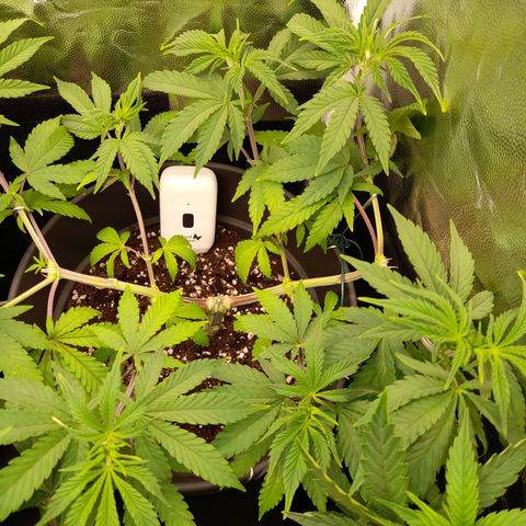 Sherbet Queen  growlog timeline photo