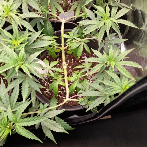 Green Gelato  growlog timeline photo