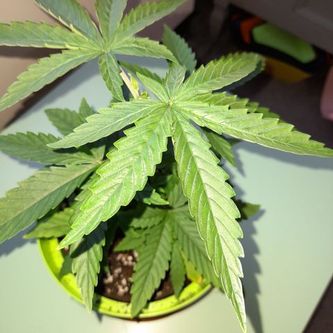 Royal Runtz  growlog timeline photo