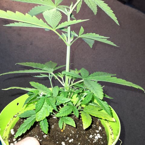 Royal Runtz  growlog timeline photo