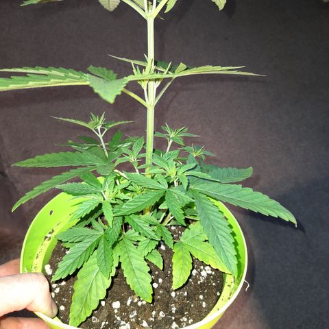 Royal Runtz  growlog timeline photo