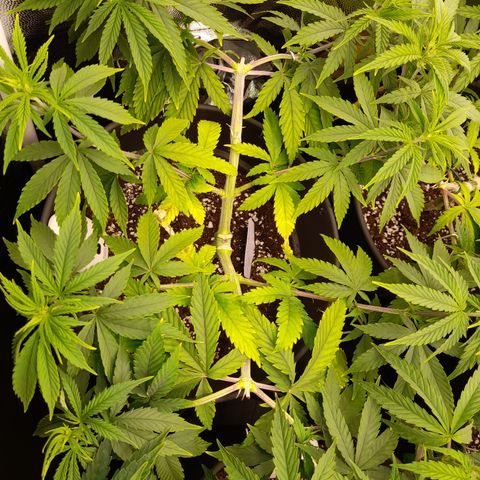 Fat Gorilla  growlog timeline photo