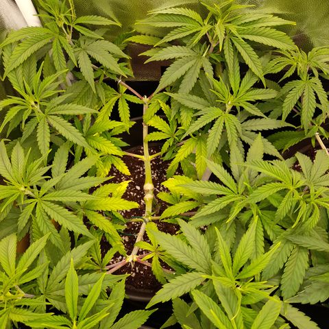 Pink Runtz  growlog timeline photo