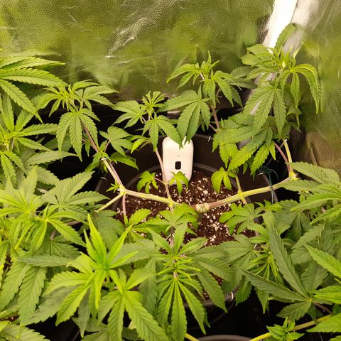 Sherbet Queen  growlog timeline photo
