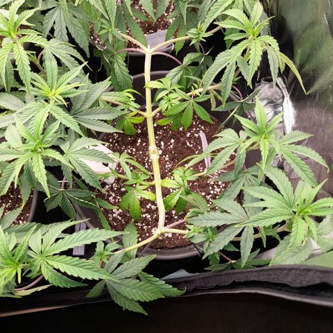 Green Gelato  growlog timeline photo