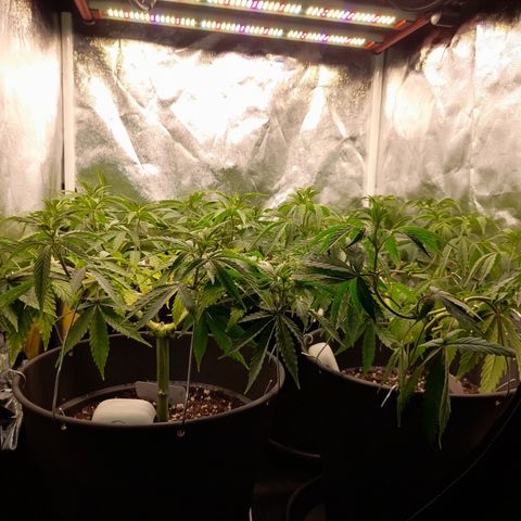Fat Gorilla  growlog timeline photo