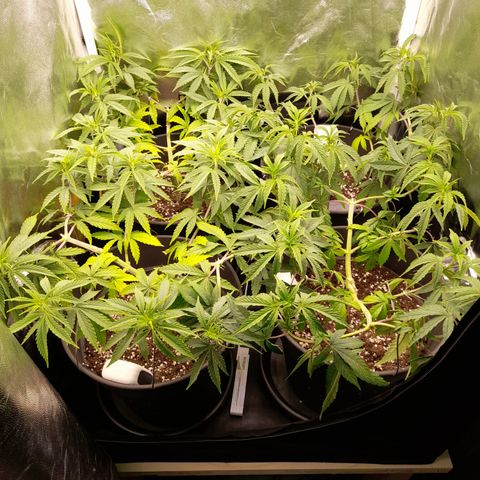 Fat Gorilla  growlog timeline photo