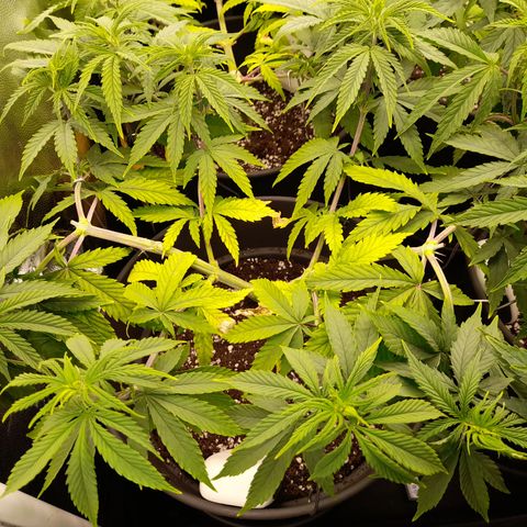 Fat Gorilla  growlog timeline photo