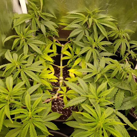 Pink Runtz  growlog timeline photo