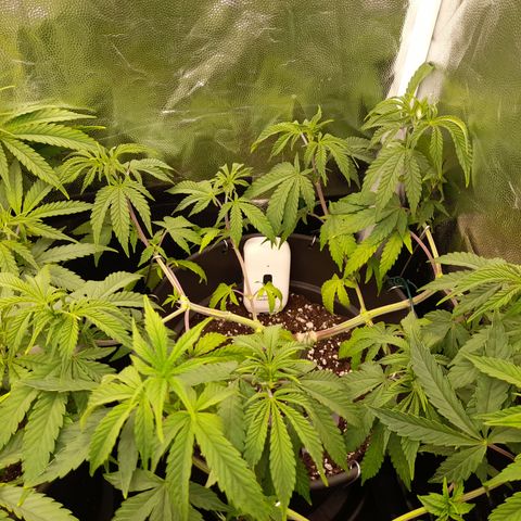 Sherbet Queen  growlog timeline photo