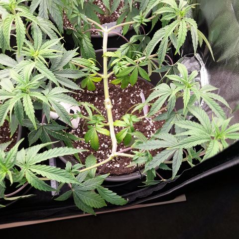 Green Gelato  growlog timeline photo