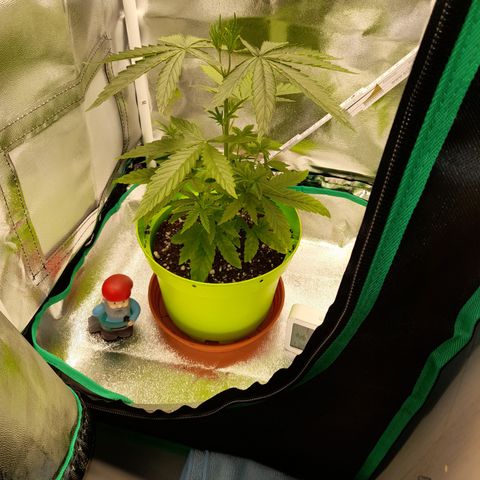 Royal Runtz  growlog timeline photo