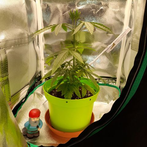 Royal Runtz  growlog timeline photo