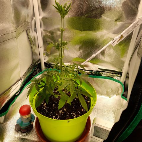 Royal Runtz  growlog timeline photo