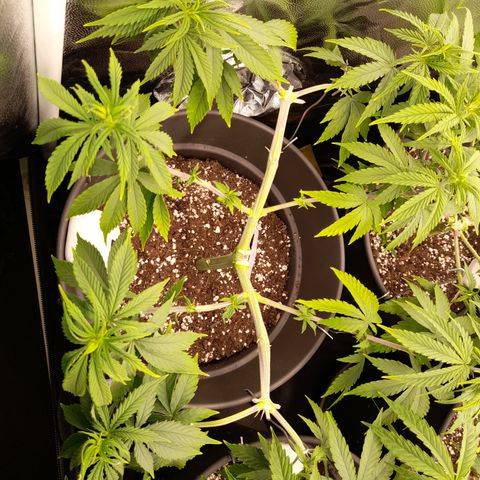Fat Gorilla  growlog timeline photo