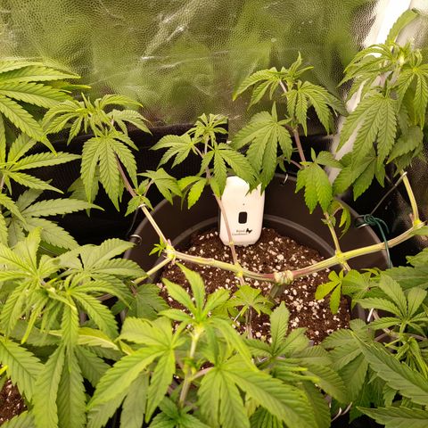 Sherbet Queen  growlog timeline photo