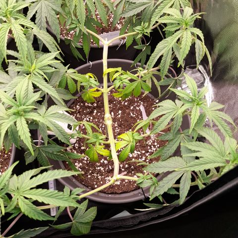 Green Gelato  growlog timeline photo