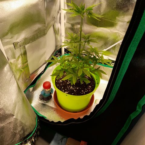 Royal Runtz  growlog timeline photo