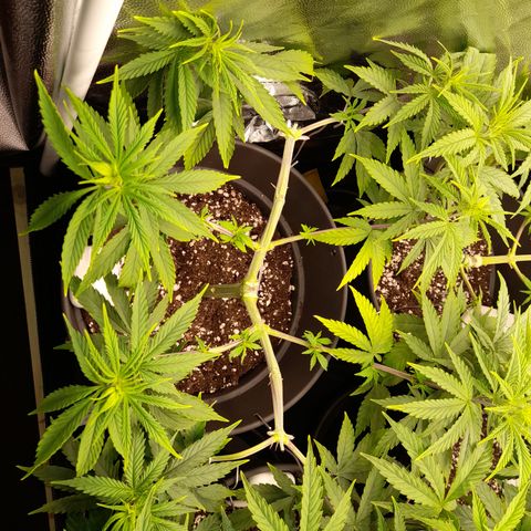 Fat Gorilla  growlog timeline photo