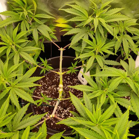 Pink Runtz  growlog timeline photo