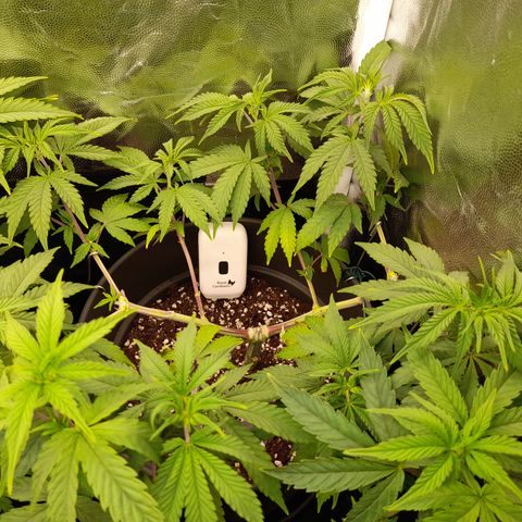 Sherbet Queen  growlog timeline photo
