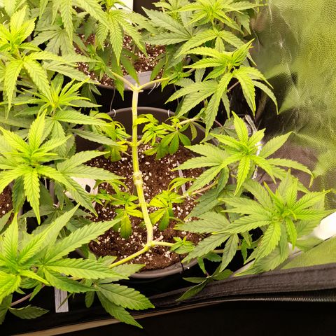 Green Gelato  growlog timeline photo