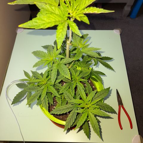 Royal Runtz  growlog timeline photo