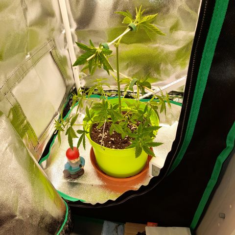 Royal Runtz  growlog timeline photo