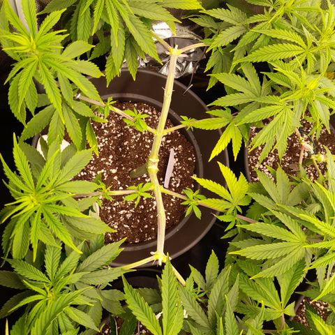 Fat Gorilla  growlog timeline photo