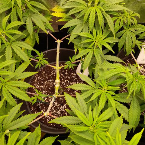 Pink Runtz  growlog timeline photo