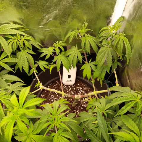 Sherbet Queen  growlog timeline photo