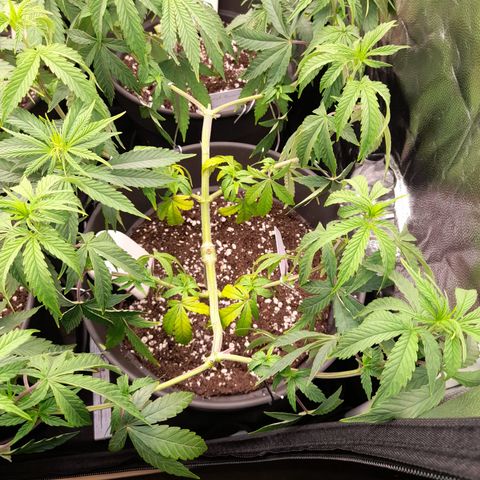 Green Gelato  growlog timeline photo