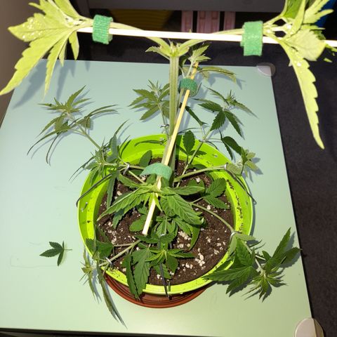 Royal Runtz  growlog timeline photo