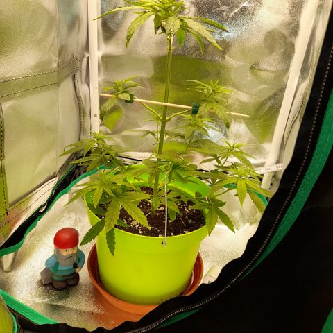 Royal Runtz  growlog timeline photo