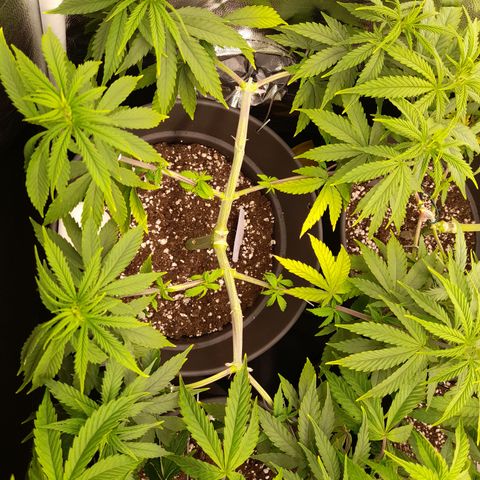 Fat Gorilla  growlog timeline photo