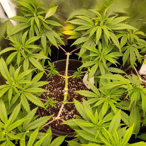 Pink Runtz  growlog timeline photo