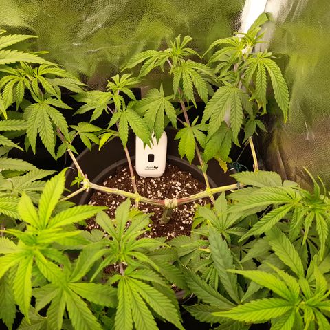 Sherbet Queen  growlog timeline photo