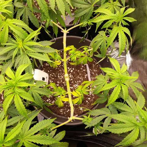 Green Gelato  growlog timeline photo