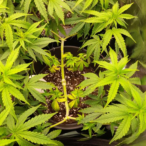 Green Gelato  growlog timeline photo