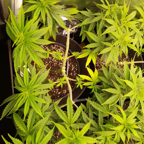 Fat Gorilla  growlog timeline photo