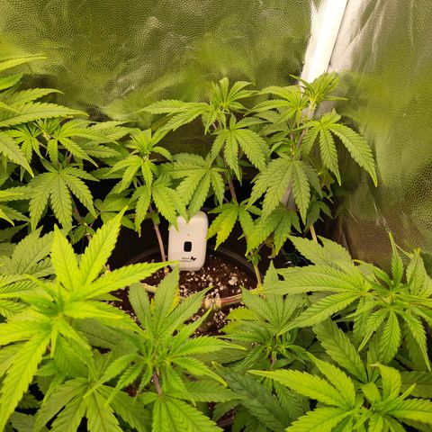 Sherbet Queen  growlog timeline photo