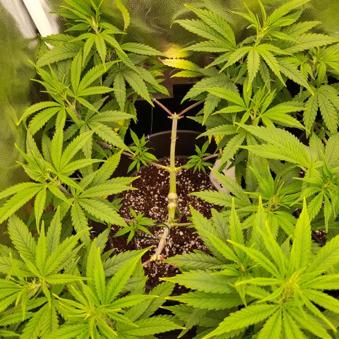 Pink Runtz  growlog timeline photo