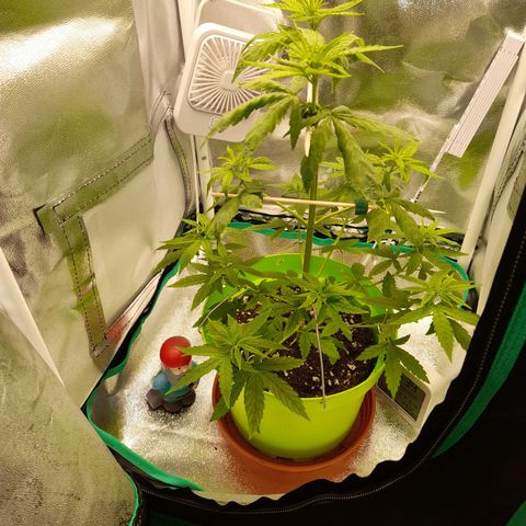 Royal Runtz  growlog timeline photo