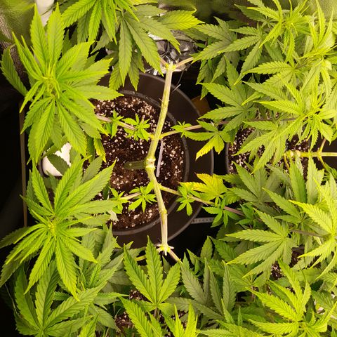 Fat Gorilla  growlog timeline photo