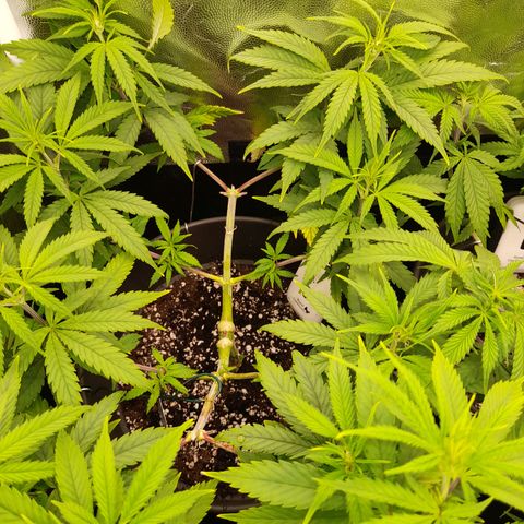 Pink Runtz  growlog timeline photo