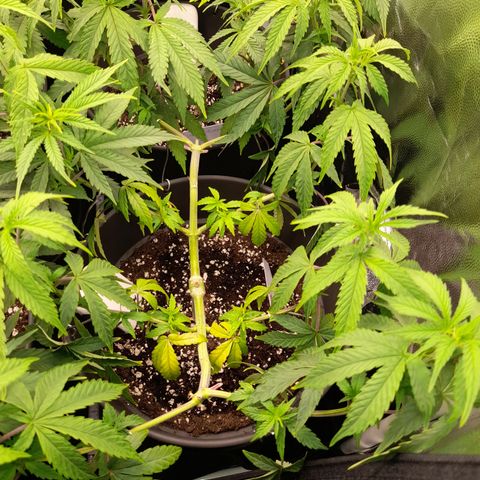 Green Gelato  growlog timeline photo